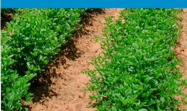 Nuevo curso de agricultura ecológica del Centro de Formación y Empleo