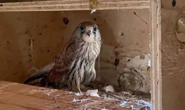 Suelta de dos ejemplares de cenícalo primilla en los Saladares del Guadalentín