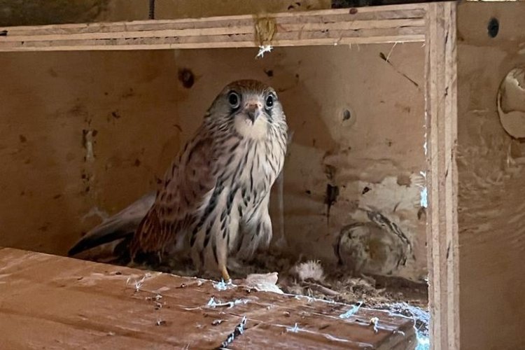 Suelta de dos ejemplares de cenícalo primilla en los Saladares del Guadalentín