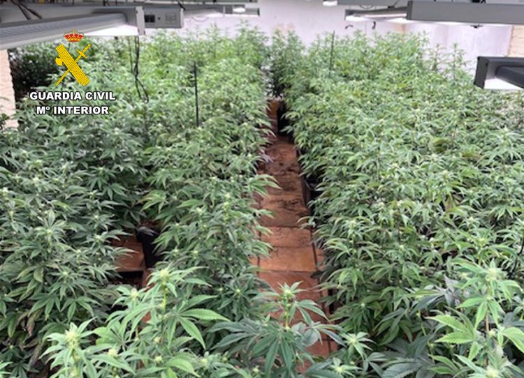 La Guardia Civil desmantela en Alhama de Murcia una vivienda utilizada para el cultivo y secado de marihuana