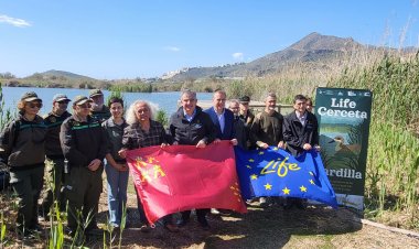 La Región de Murcia alcanza el centenar de cercetas pardillas liberadas dentro del proyecto LIFE de recuperación de la especie